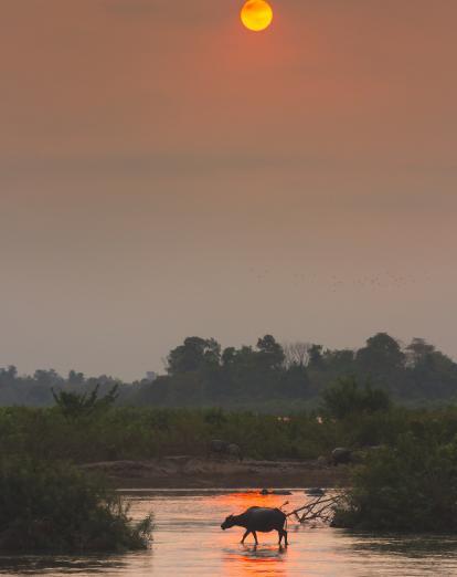 Buffalo at sunset