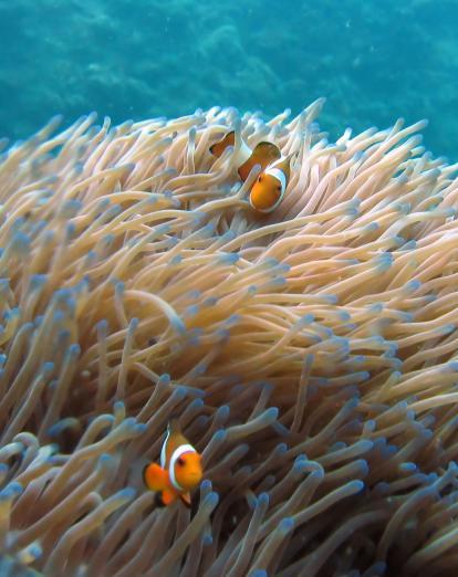 Clown fish in the coral at Perhentian Islands
