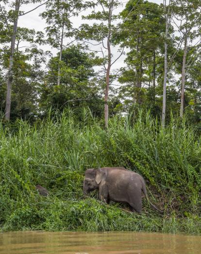 Elephant on the banks of Kinabatangan River