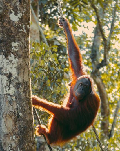 Orangutan at Semenggoh Sanctuary