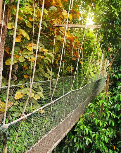 Canopy walkway in Taman Negara National Park 