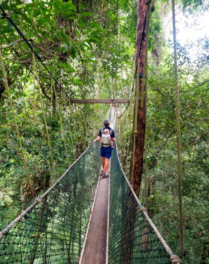 Canopy walkway at Taman Negara 
