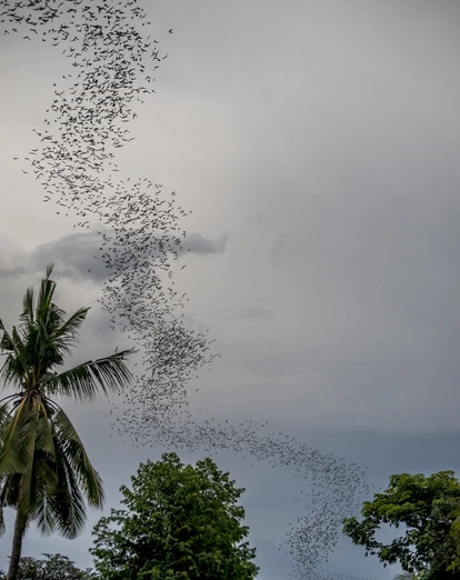 Bats at Battambang caves