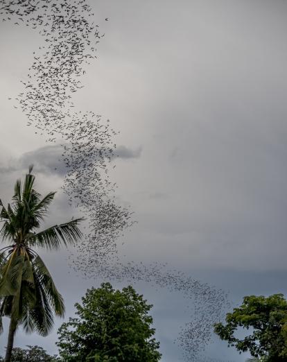 Bats at Battambang caves