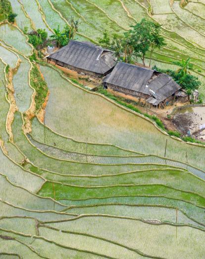 Hoang Su Phi rice fields