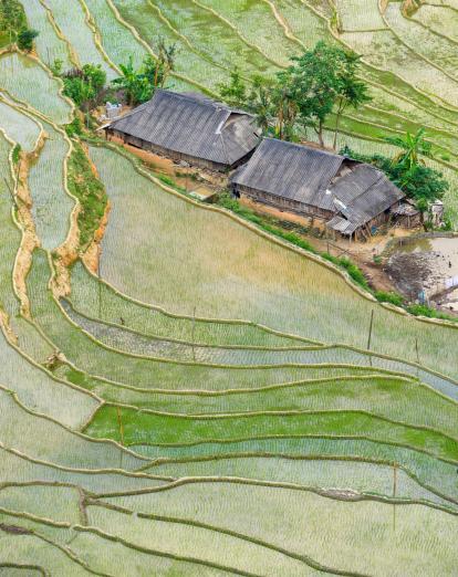 Hoang Su Phi rice fields 