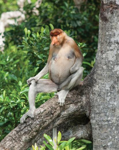 Proboscus monkey in Danum Valley - Alastair Donnelly
