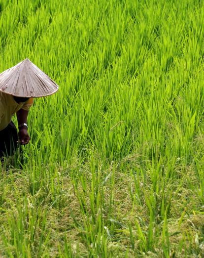 Rice farming in Ky Son