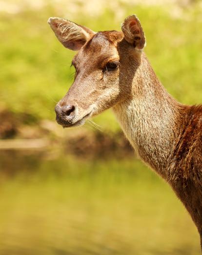 Sambar deer in Phnom Tnout