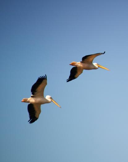 Bird spotting in Cambodia