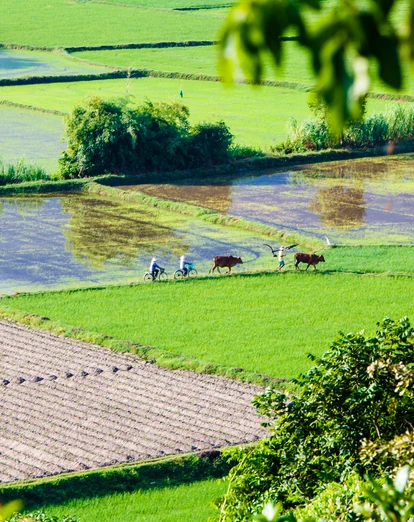 Mekong Delta scenes