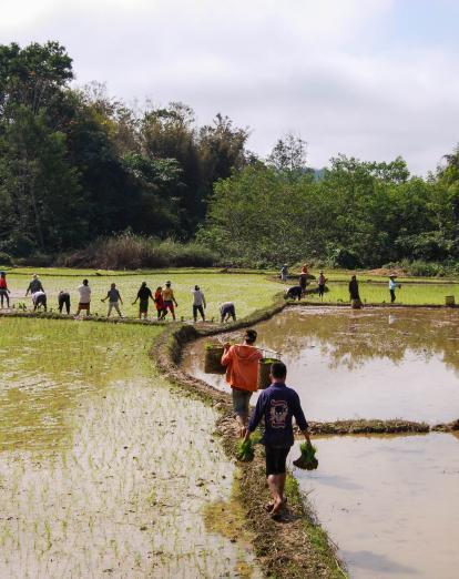 Rice paddy work in Nong Khiaw