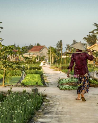 Hoi An rice farming 