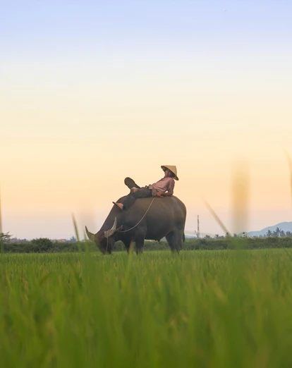 Buffalo in field outside Hoi An - Kiril Dobrev for Unsplash 