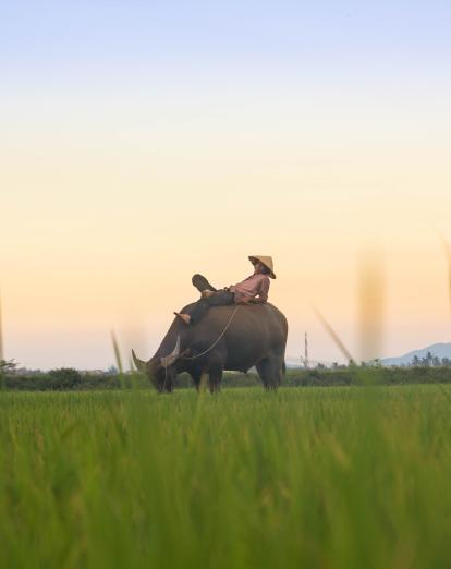 Buffalo in field outside Hoi An - Kiril Dobrev for Unsplash