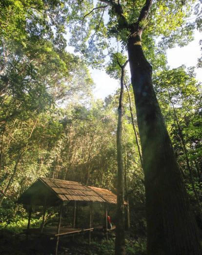 Trees in Nam Et Phou Louey - Wildlife Conservation Society