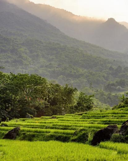 Pu Luong rice terraces