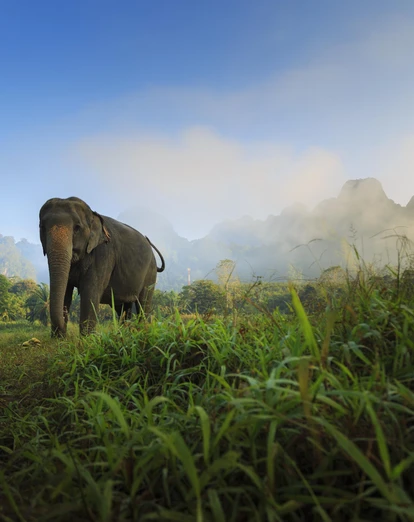 Elephant at Elephant Hills Luxury Tented Camp in Khao Sok National Park, Thailand 