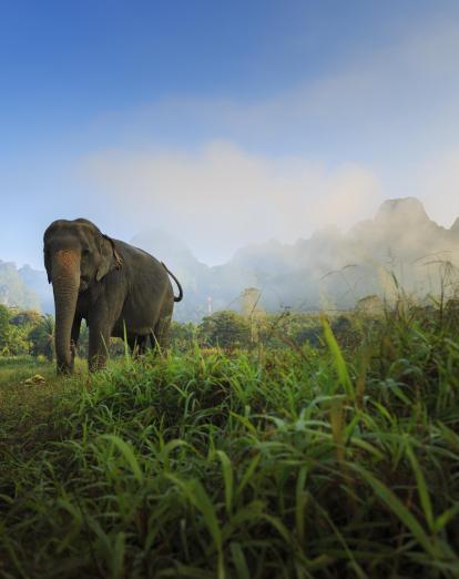 Elephant at Elephant Hills Luxury Tented Camp in Khao Sok National Park, Thailand 