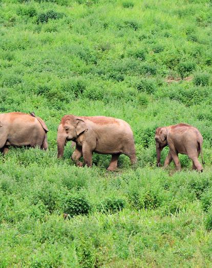 Elephants in Kui Buri National Park, Thailand
