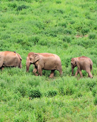 Elephants in Kui Buri National Park, Thailand 