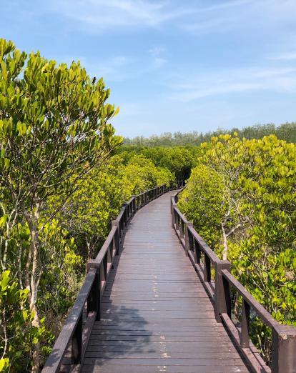 Mangrove forests Chumphon