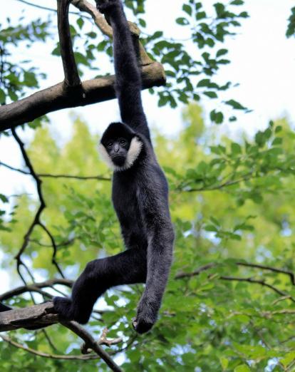 Gibbon in Thailand