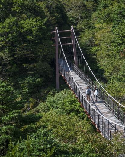 Couple walking over suspension bridge above trees