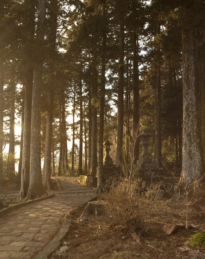 Sunlight streaming through trees in Hakone