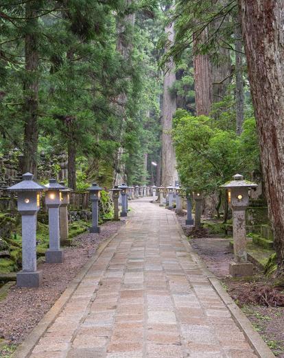 Stone lanterns lining path through trees at Mount Koya 