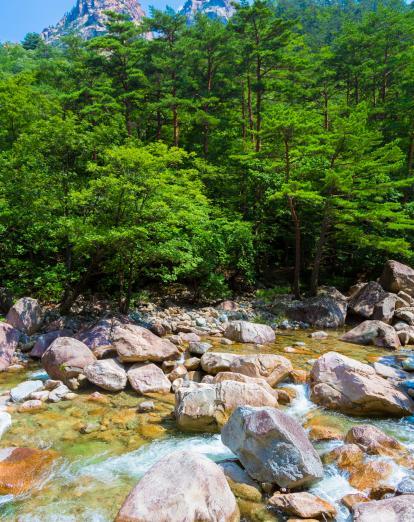 Fast flowing stream and lush green trees in Seoraksan National Park
