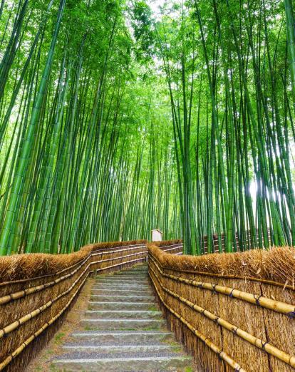 Arashiyama bamboo forest