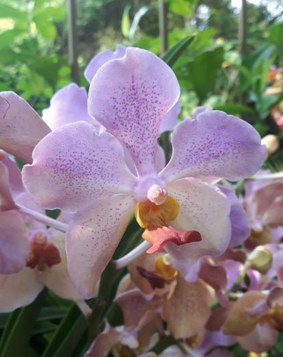 Purple orchid in Singapore National Orchid Garden
