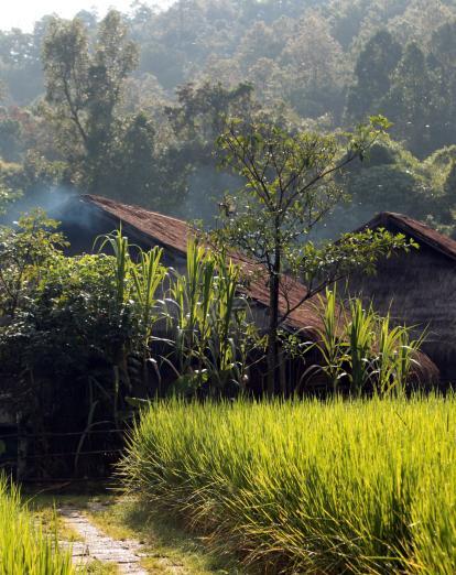 Thatched houses in farming village