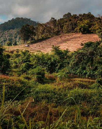 Northern Thailand countryside with trees and huts