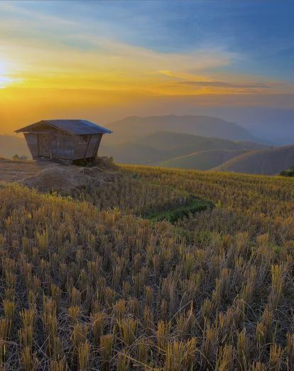 Hut on rice terrace hillside at sunrise