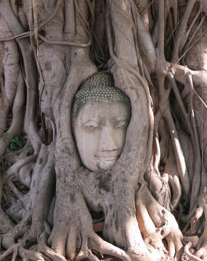 Face carving in knotted tree in Ayutthaya