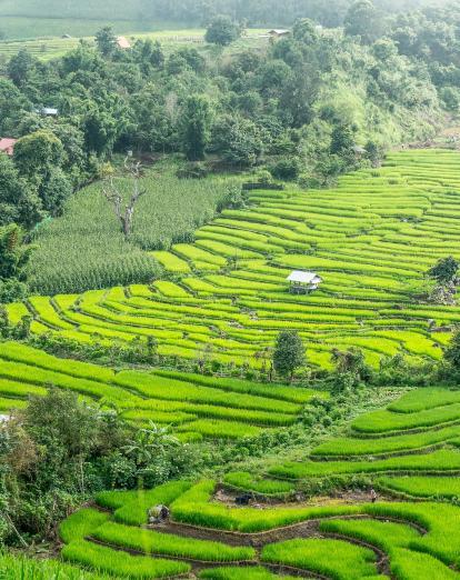 Rice terraces in Chiang Mai