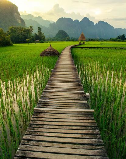 Wooden path leading through rice terraces of Vang Vieng at sunset