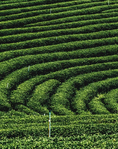 Tea Plantations Thailand 