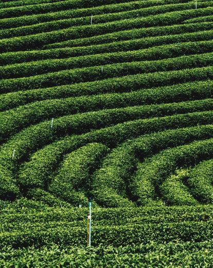 Tea Plantations Thailand