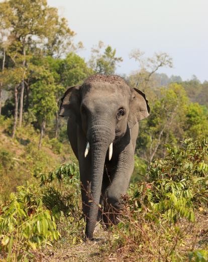 Elephant walking through undergrowth in Thailand