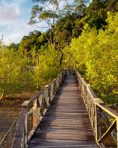 Walkway among Bako National Park's mangroves in Malaysia's Borneo