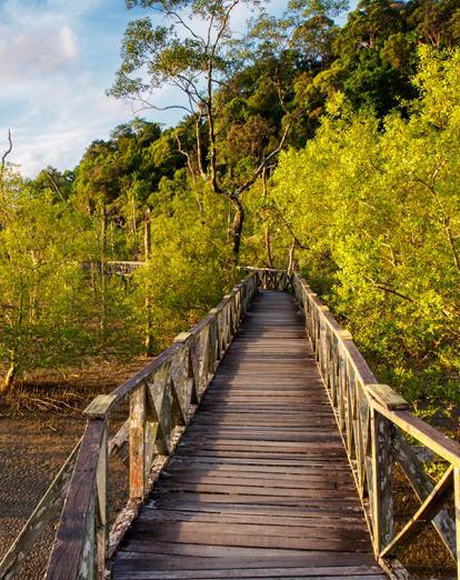 Walkway among Bako National Park's mangroves in Malaysia's Borneo