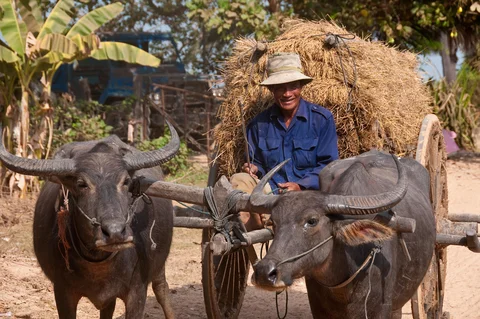 Smiling man on an ox pulled cart near Siem Riep, Cambodia 