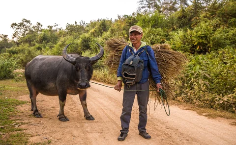 Buffalo on banks of Mekong