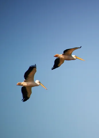 Bird spotting in Cambodia 