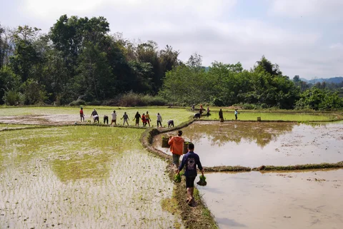 Rice paddy work in Nong Khiaw