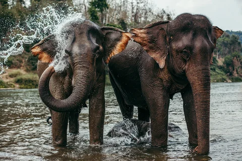 Elephants in Manalao 