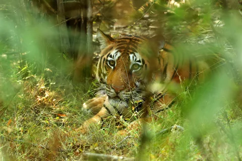 Tiger peeking through the foliage of Kanha National Park
